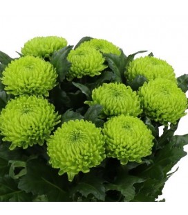 Chrysantheme G Alemani