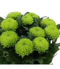 Chrysantheme G Alemani