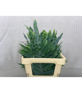 Cyrtomium fort ( fougere) 50 cm