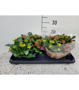 Kalanchoe Carnaval Ø13