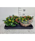 Kalanchoe Carnavale fl simple coupe