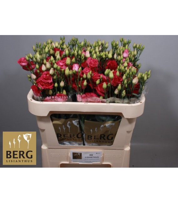 Lisianthus Rossi Red 