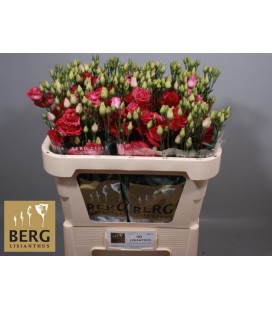 Lisianthus Rossi Red 