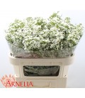 Wax pearl Denmark 70 cm