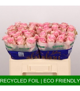 Rose Paloma Staffi 60 cm