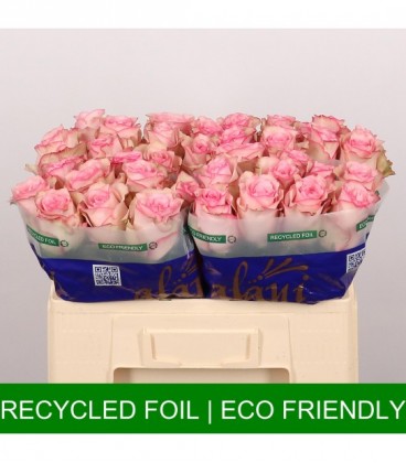 Rose Paloma Steffi 60 cm