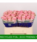 Rose Paloma Steffi 60 cm