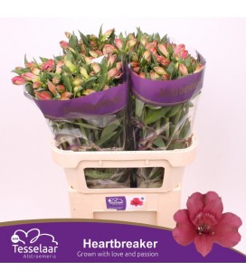 Alstromeria  Heartbreaker 