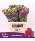 Alstromeria  Heartbreaker 
