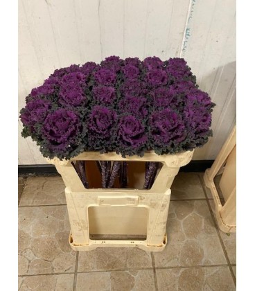 Choux red crane 70 cm