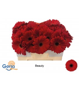 Gerbera Beauty 