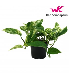 Pothos Marble Queen Ø12 h 25