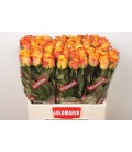 Rose Marie claire 60 cm