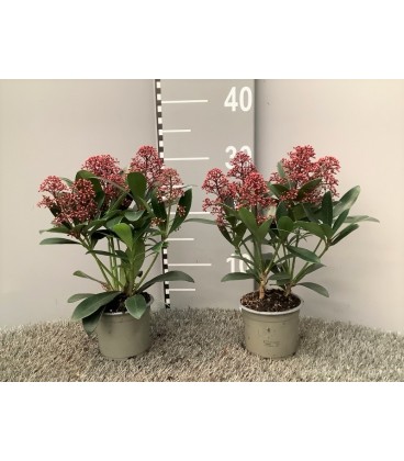 Skimmia Rubelle Ø 11 h 30