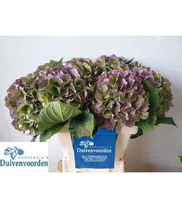 Hortensia Verena cl 60 cm