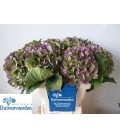 Hortensia Verena cl  60 cm