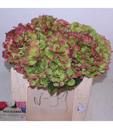 Hortensia Verena Cl 50 cm