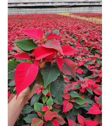 Poinsettia Mix coul Ø 10 cm FR