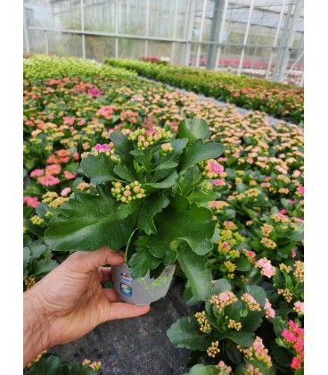 Kalanchoe FR pot de 10