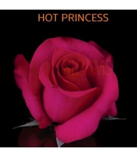 Rose Equat Hot Princess 60 cm x25