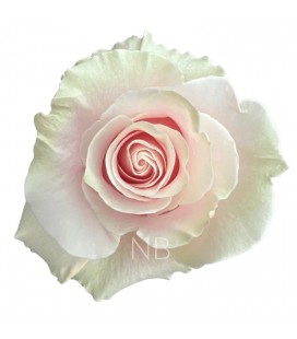 Rose Equateur Pink Mondial 50 cm