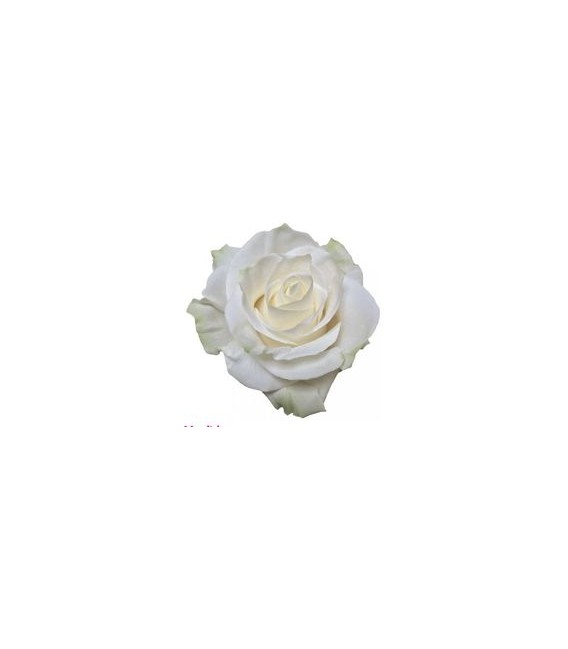 Rose (Colom) Mondial 60 cm X25