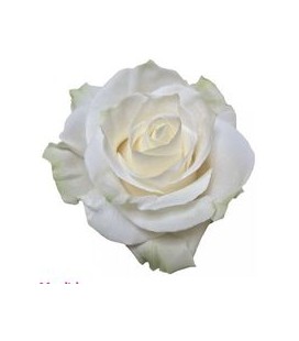 Rose (Colom) Mondial 60 cm X25