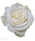 Rose (Colom) Mondial 60 cm X25