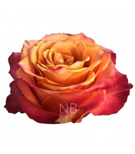 Rose Equateur Silantoi 50 cm x 25