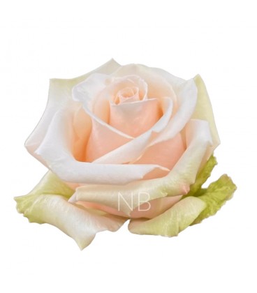 Rose Equateur Sahara 50 cm x 25