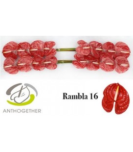 Anthurium Rambla X12