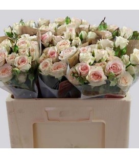 Rose Branchue Pinky Promise 40 cm