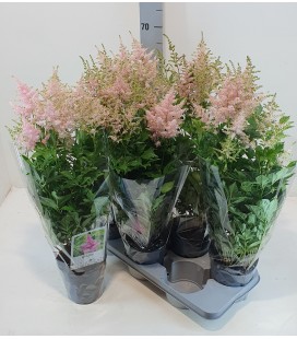 Astilbe peach Ø 17