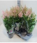 Astilbe peach Ø17
