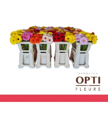 Gerbera x10 mix dans bac