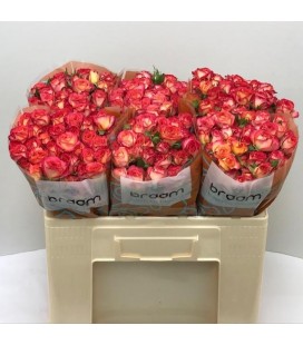 Rose Branchue Summer Dance 50 cm