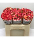 Rose Branchue Summer Dance 50 cm