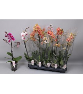 Phalaenopsis MF Mix Ø 12h55 