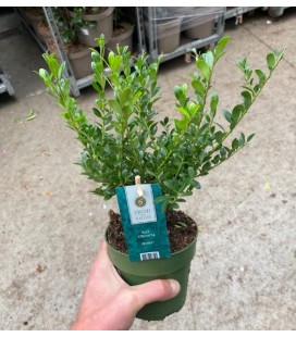 Ilex Crenata Jenny Ø12 h 30