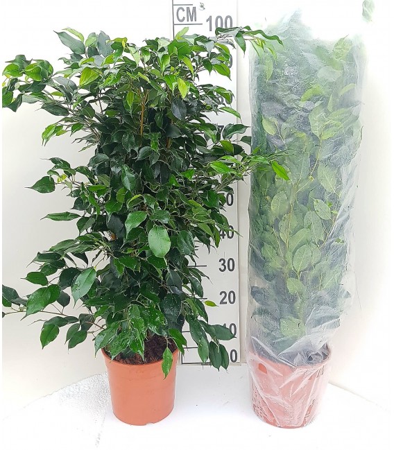 Ficus Danielle Ø40 h 180