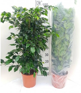 Ficus Danielle Ø 27 h 140