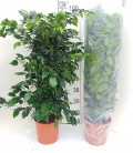 Ficus Danielle Ø40 h 180