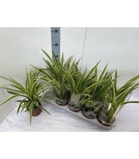 Chlorophytum Comosum Ø12