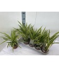 Chlorophytum Comosum Ø12