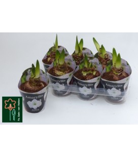 Amaryllis Ov Ø14