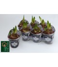Amaryllis Ov Ø14