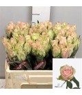 Rose Pink Athena 50 cm