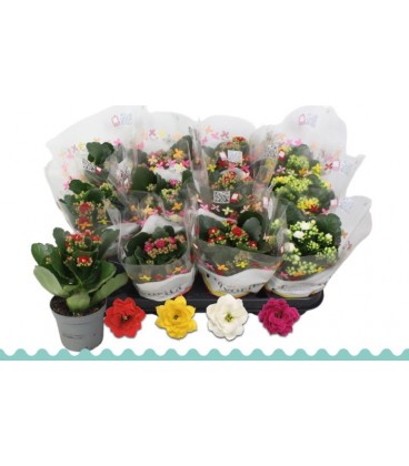 Kalanchoe Mix 4 coul Ø09