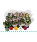 Kalanchoe Mix 4 coul Ø09