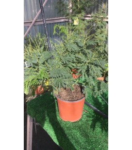 Mimosa Gaulois Ø19h50